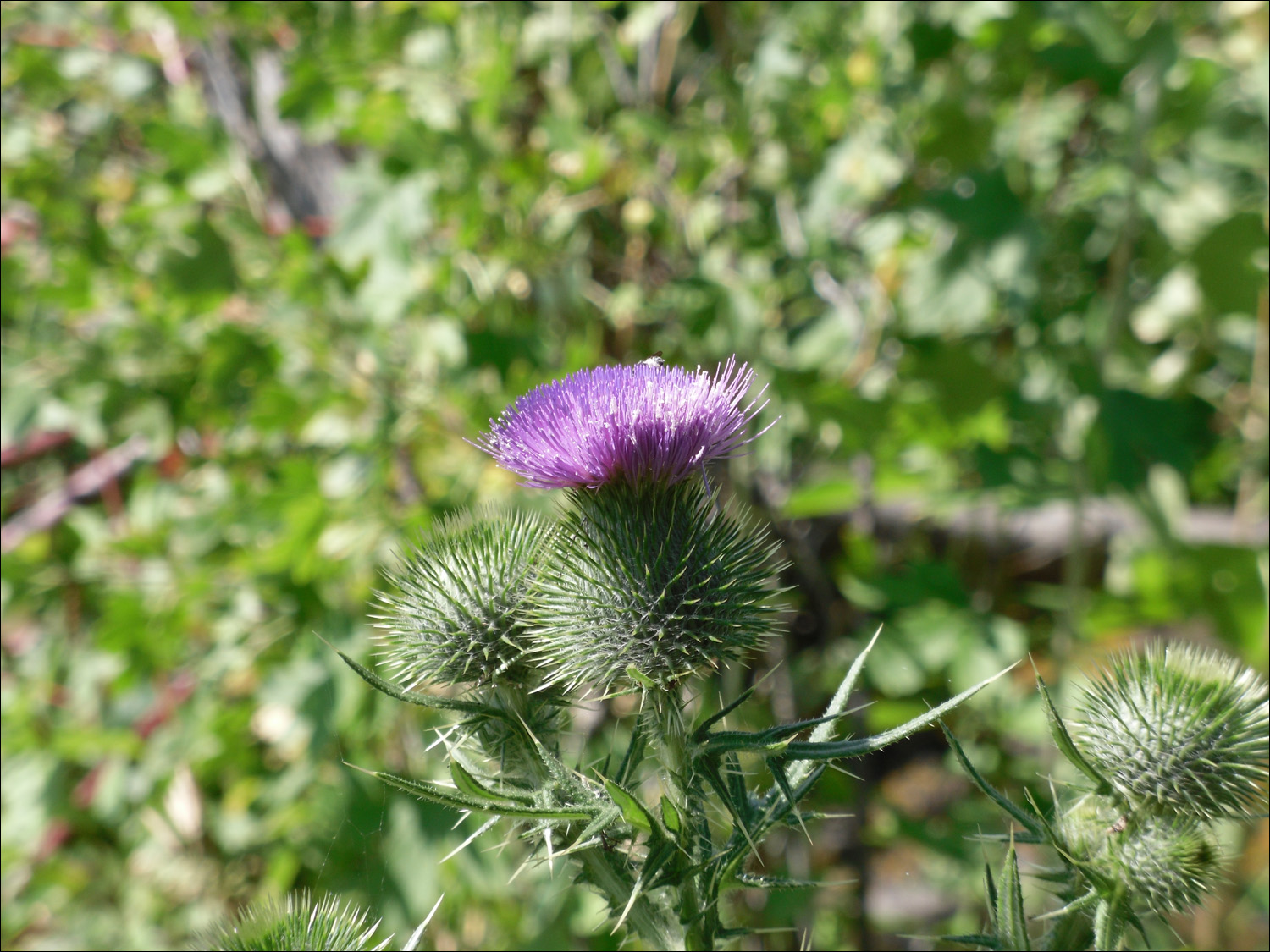 Photos taken at Ryan Dam @ The Grand Fall, an overall drop of 87 ft.~ Thistle plant on Ryan Island